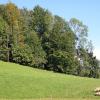 "Guter Maststandort": Genau vor diesem Waldrand