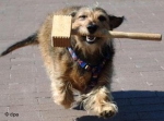 Holzhammer.jpg